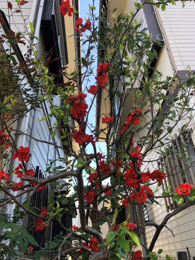 赤いボケの花